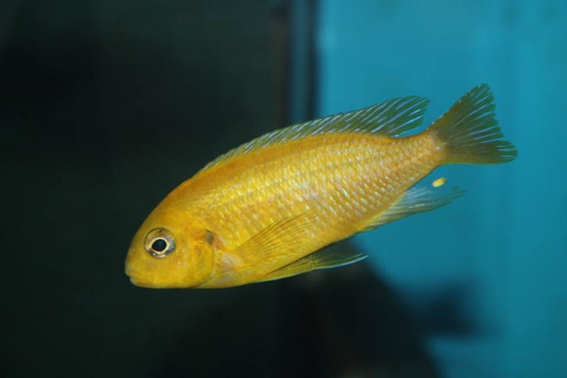 Tropheops sp. 'macrophthalmus chitimba' Chitimba Bay Deep